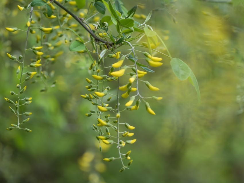 acacia yellow buds branch bloom PNG format