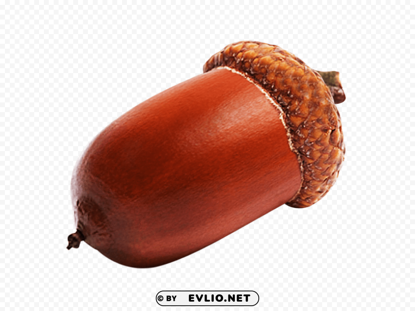 acorn Transparent image