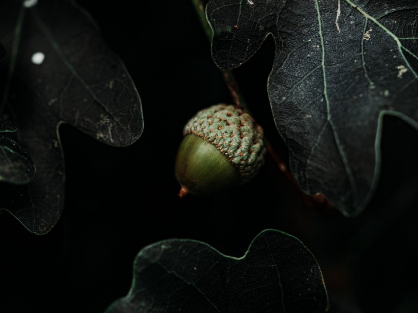 acorn leaves dark macro Free PNG images with alpha channel 4k wallpaper