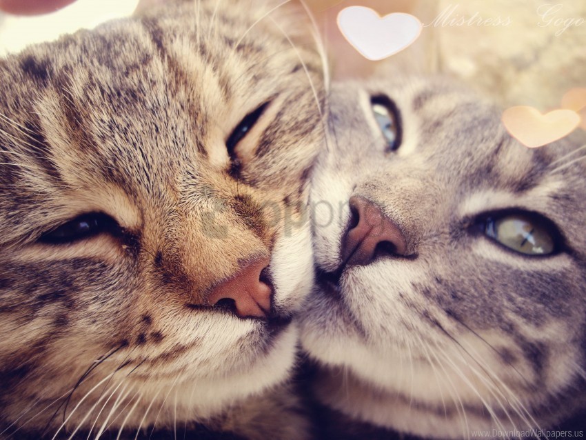 affection cats kotyara love tenderness wallpaper PNG graphics with clear alpha channel