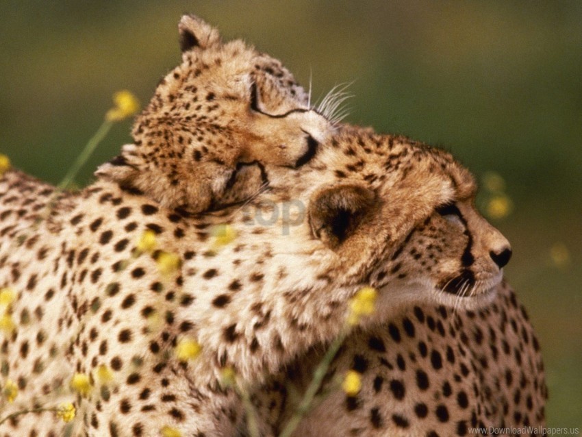 affectionate cheetahs wallpaper PNG file without watermark