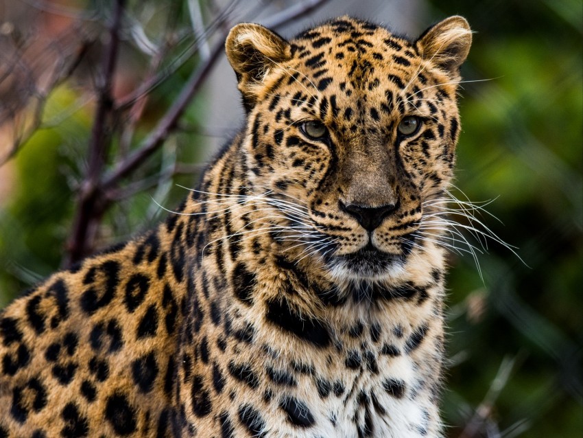 african leopard leopard predator muzzle big cat Isolated Icon on Transparent Background PNG 4k wallpaper