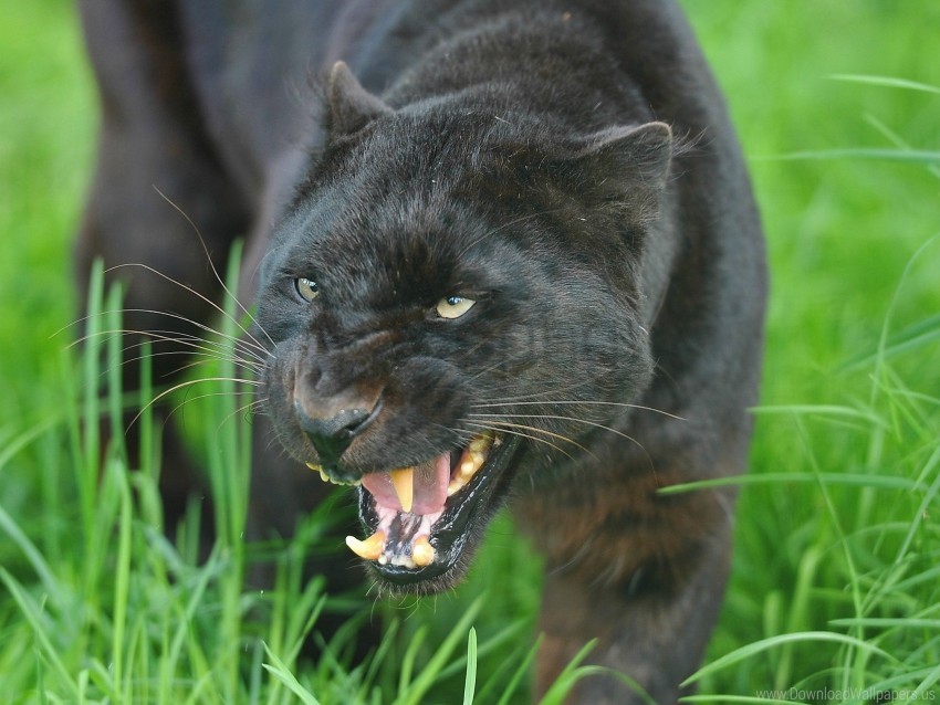 aggression big cat face panther predator teeth wallpaper Transparent Background PNG Isolated Element