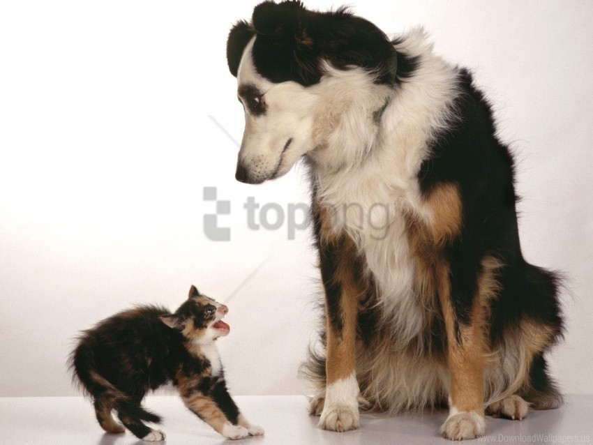aggression cat dog fear wallpaper HighQuality Transparent PNG Isolated Graphic Element