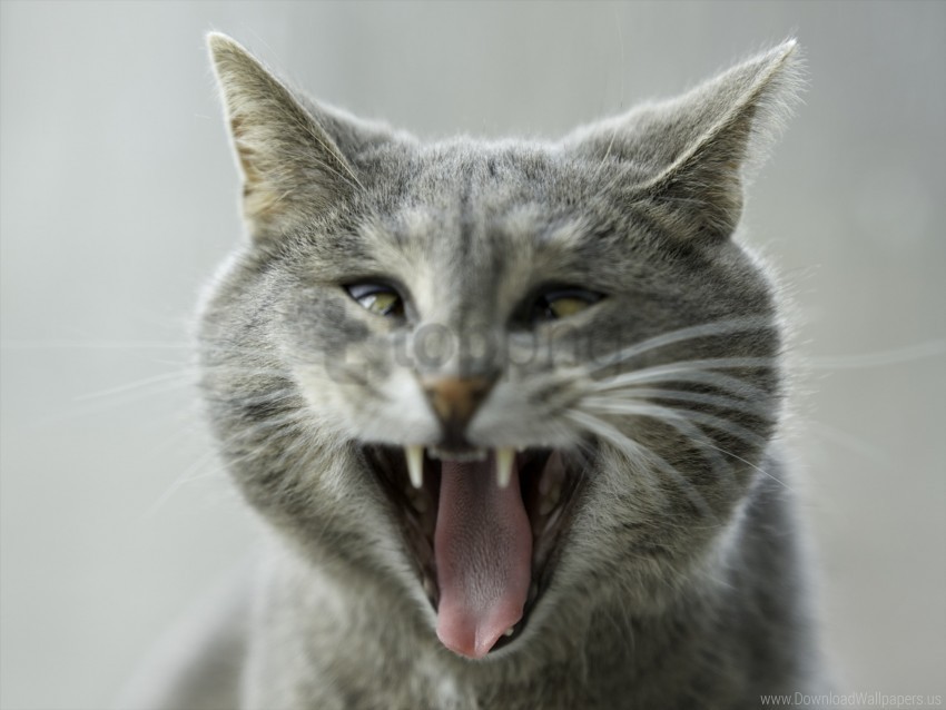 Aggression Cat Funny Wallpaper PNG Image With Clear Isolated Object