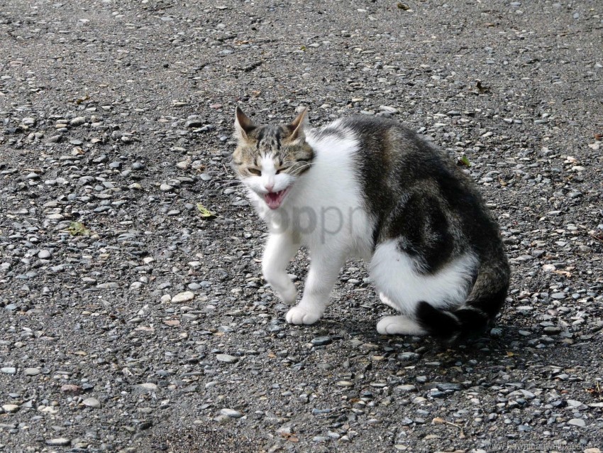 Aggression Cat Sit Spotted Stones Wallpaper Transparent PNG Image Isolation