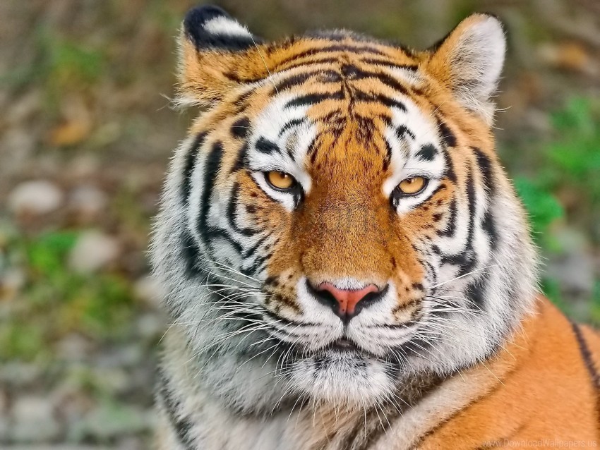 aggression eyes face predator tiger wallpaper Transparent Background PNG Isolated Art