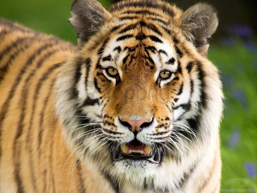 aggression face mouth open tiger wallpaper HighQuality Transparent PNG Isolated Element Detail