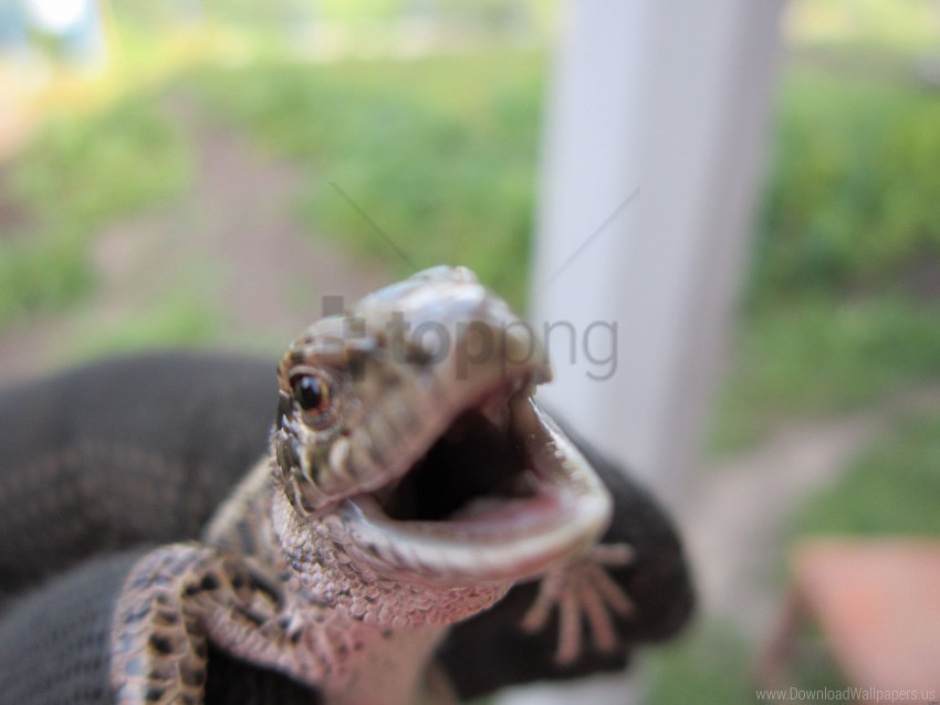 aggression lizard muzzle wallpaper Isolated Object with Transparent Background in PNG