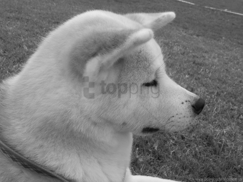 Akita Inu Black White Dog Face Pro Wallpaper PNG Files With Alpha Channel Assortment