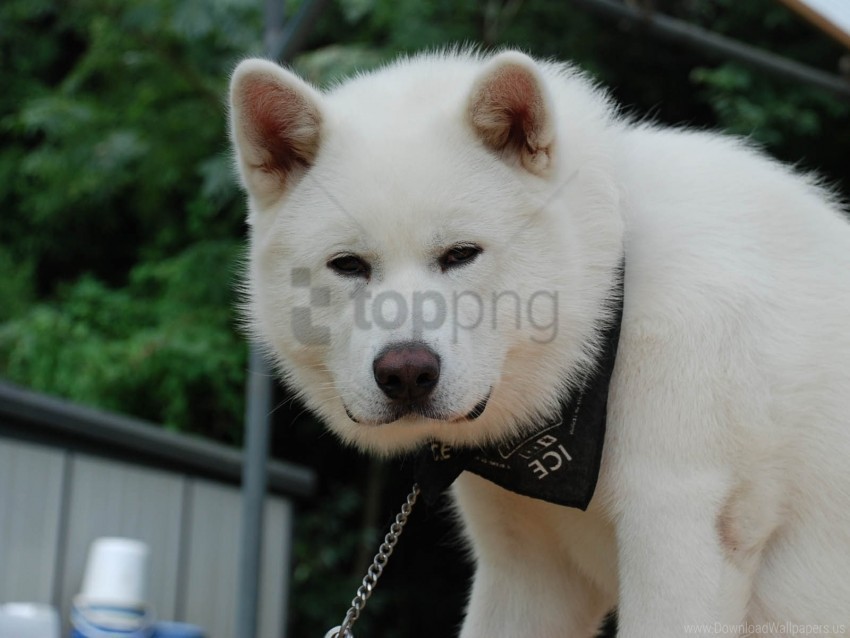 akita inu dog eyes face wallpaper Isolated Subject in HighQuality Transparent PNG
