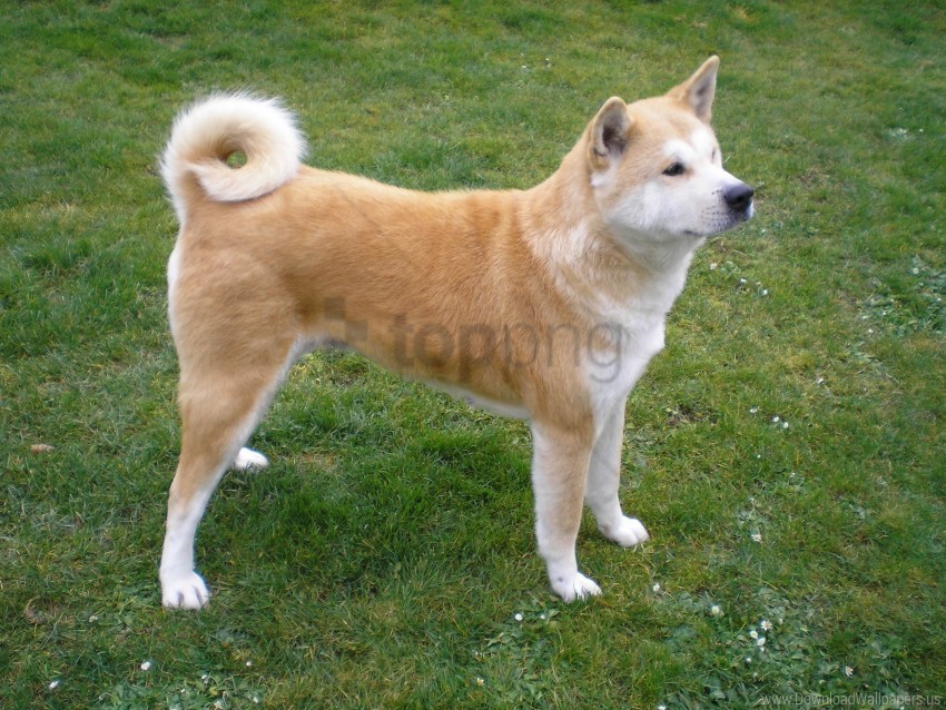 akita inu dog grass loyalty stand wallpaper Isolated Subject with Clear PNG Background