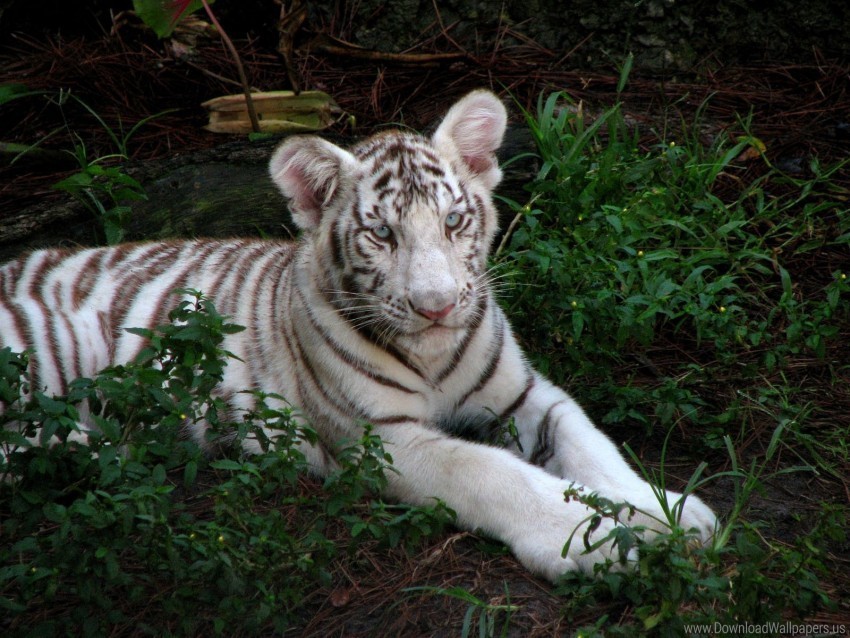 albino big cat grass sit tabby tiger cub wallpaper High-resolution PNG images with transparency wide set