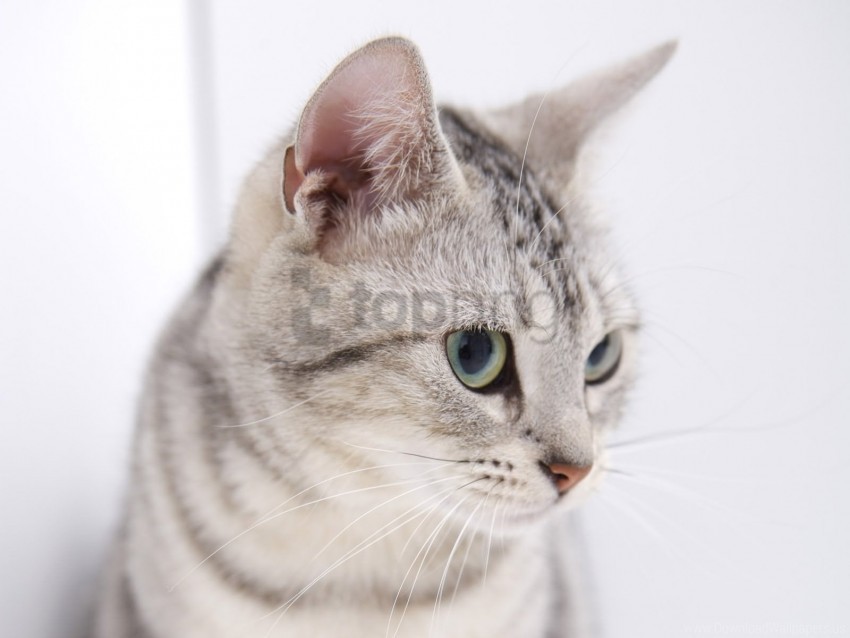 alertness cat eyes muzzle wallpaper PNG Image Isolated with High Clarity