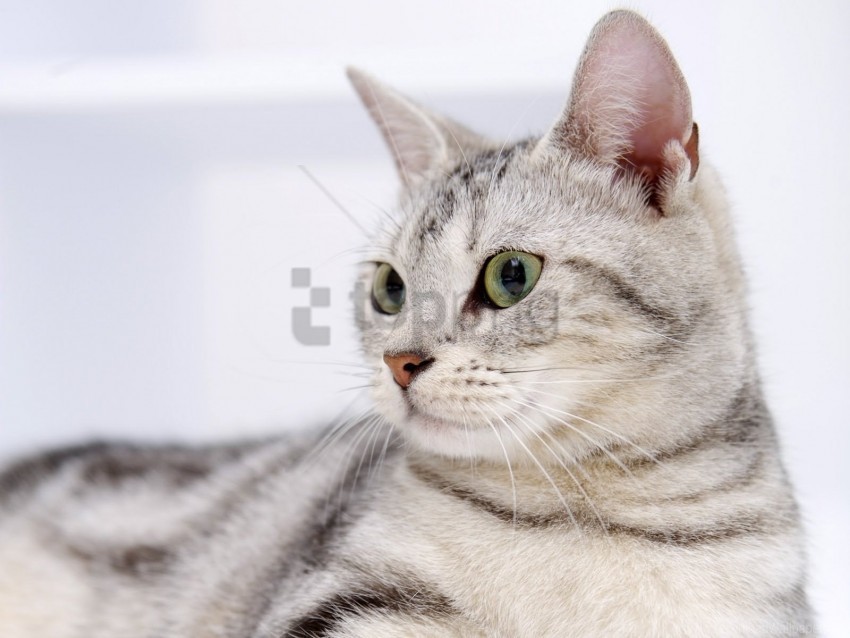alertness cat eyes sitting snout wallpaper PNG Graphic with Isolated Clarity