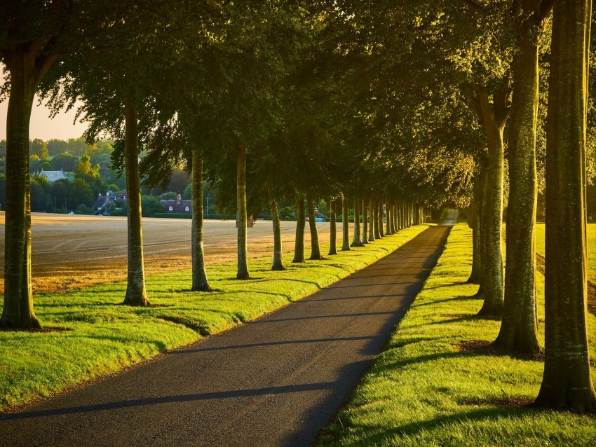 alley path trees lawn PNG Isolated Object with Clarity