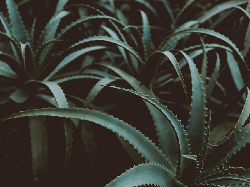aloe flower plant leaves green Transparent background PNG images complete pack