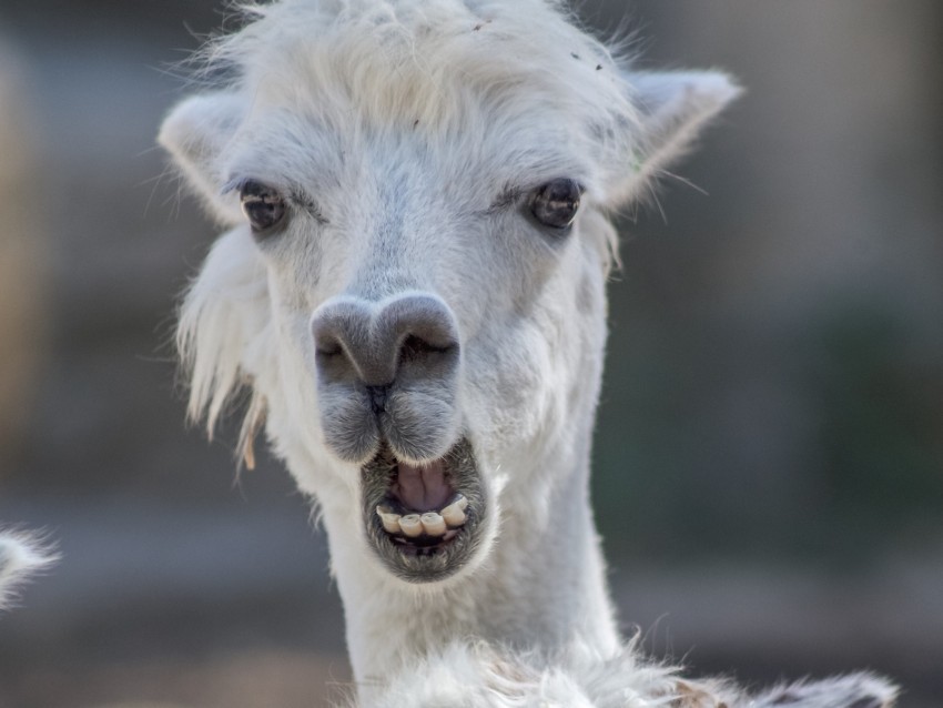 alpaca funny cool animal wildlife PNG images with alpha transparency selection
