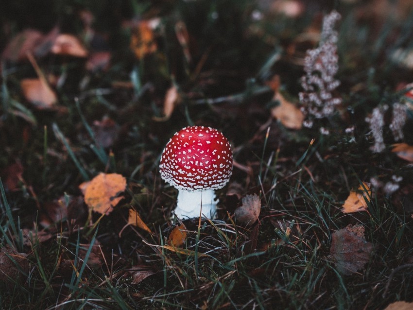 amanita toadstool mushroom forest grass autumn Transparent Background PNG Isolated Illustration 4k wallpaper