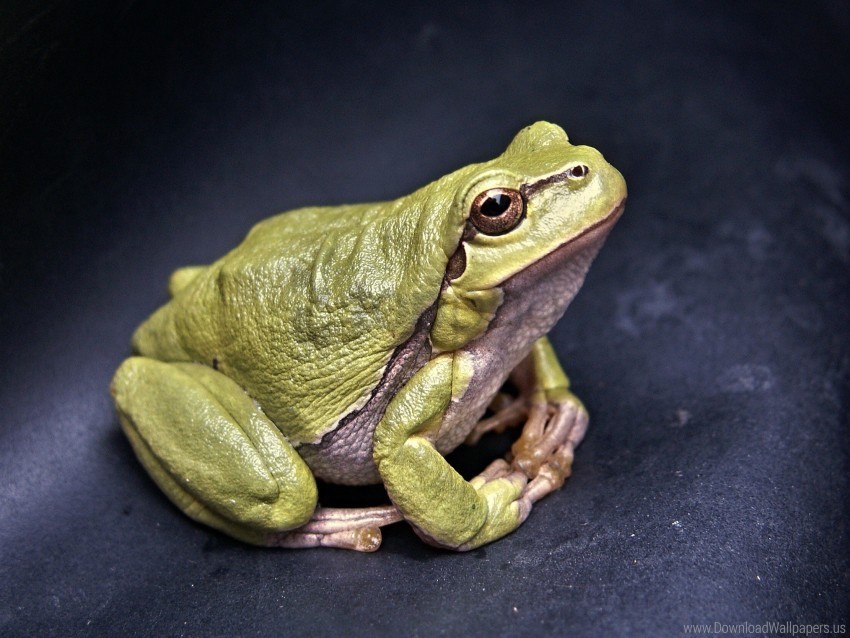 amphibian frog green wallpaper PNG transparent graphic