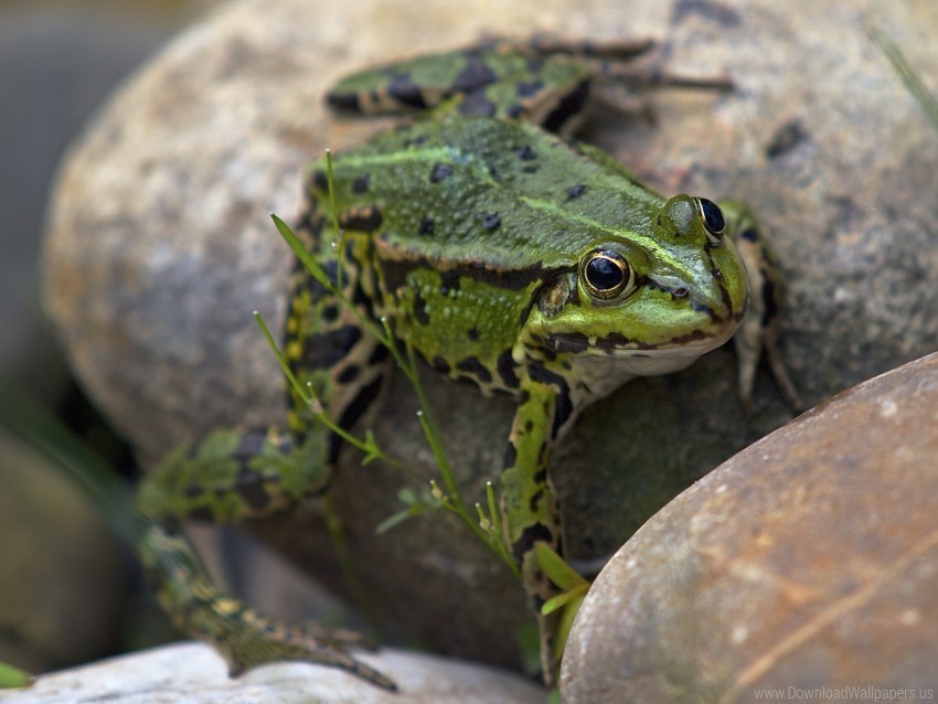 amphibian frog stone wallpaper Transparent Cutout PNG Isolated Element