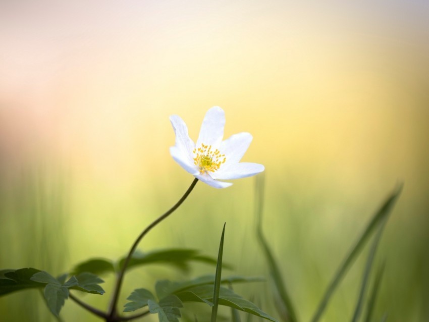 anemone flower white small grass Transparent PNG images bundle