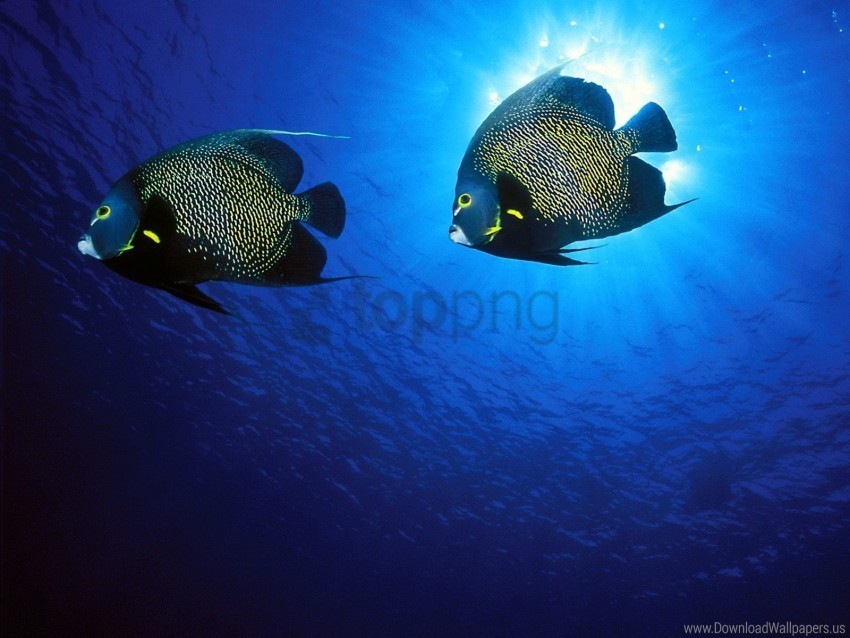 angelfish french wallpaper Isolated Artwork on Clear Transparent PNG