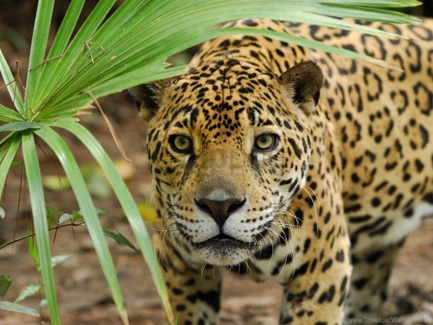 anger big cat eyes grass leopard predator wallpaper Transparent PNG images collection