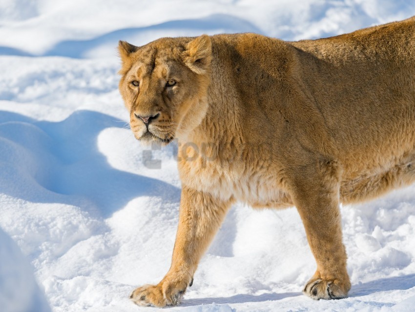 anger lion lioness snout snow wallpaper Isolated Item on Clear Background PNG