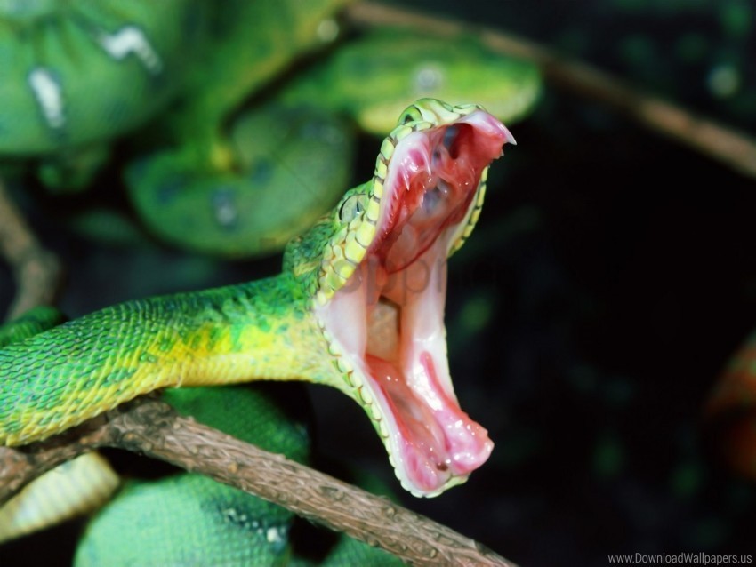 Anger Mouth Snake Wallpaper Isolated Element In Clear Transparent PNG