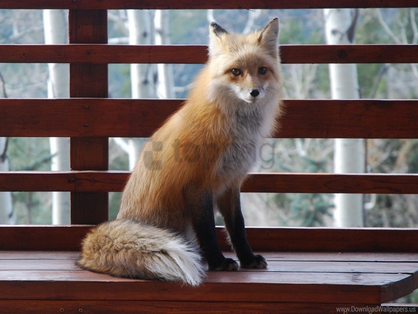 animal benches fox sitting wallpaper PNG with Isolated Transparency