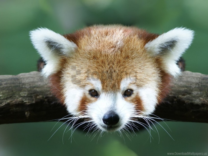 animal branch panda red panda wallpaper HighResolution Isolated PNG with Transparency