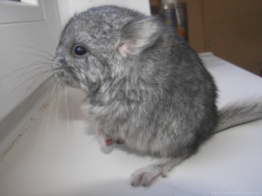 animal chinchilla furry gray wallpaper Isolated PNG Image with Transparent Background