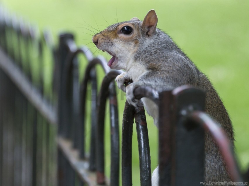 animal cry fence squirrel surprise wallpaper PNG images without subscription