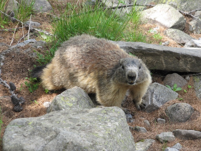 animal grass groundhog rocks wallpaper PNG images with alpha transparency diverse set