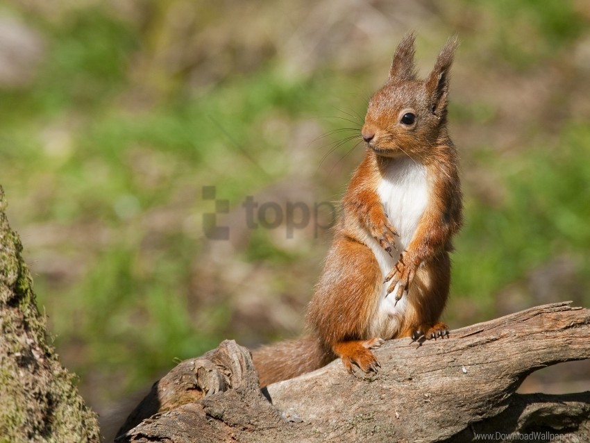animal legs log squirrel wallpaper PNG Image Isolated with Clear Transparency