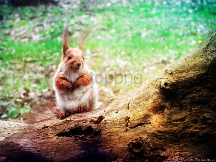 animal protein squirrel wallpaper PNG Image with Isolated Graphic