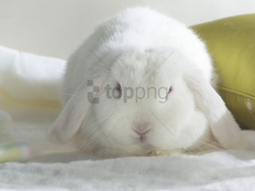 animal rabbit white wallpaper Isolated Artwork in HighResolution PNG