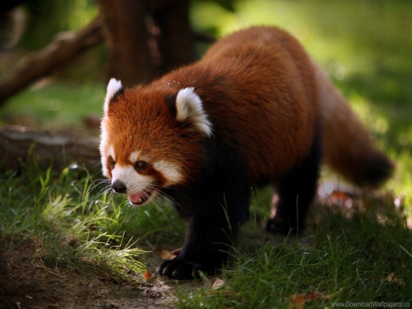 Animal Red Panda Walk Wallpaper PNG File With Alpha