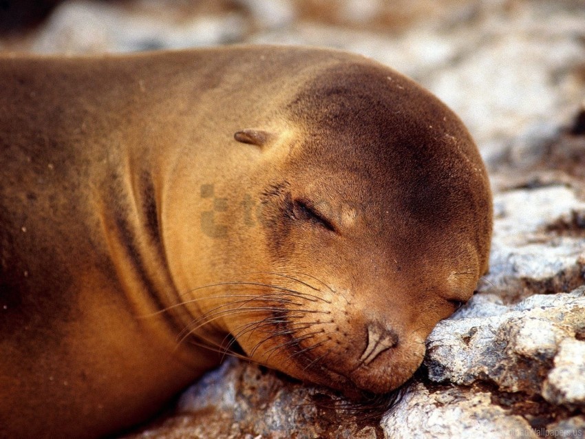 animal seal sleeping snout wallpaper Clear background PNG elements