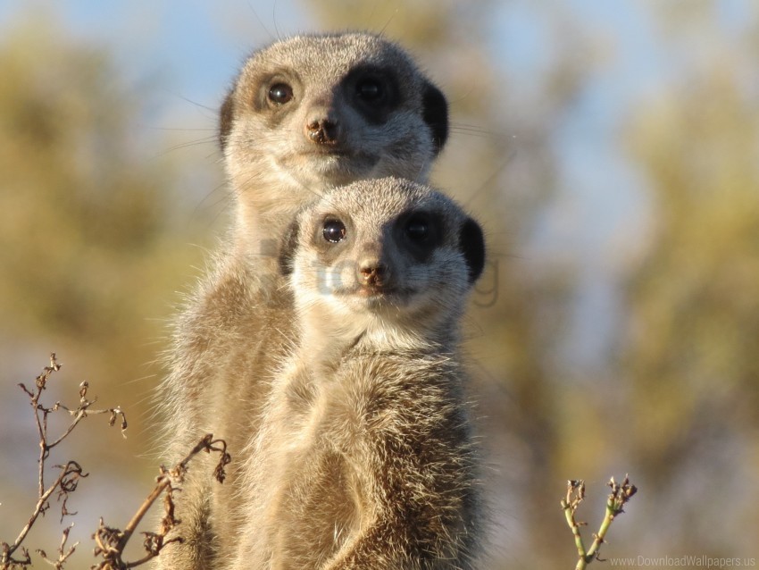 animals couple fear look meerkat wallpaper Clear Background PNG Isolated Graphic
