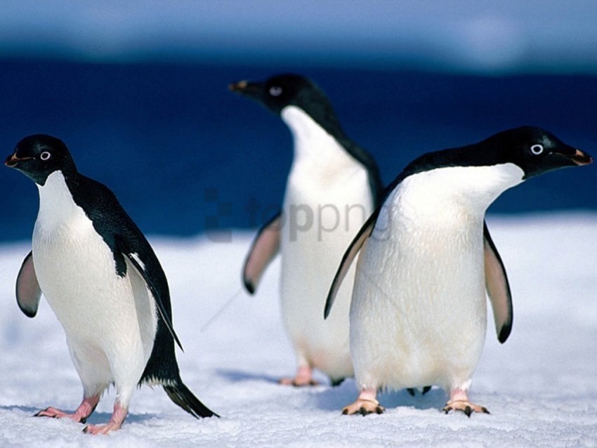 animals pinguine wallpaper Isolated Artwork with Clear Background in PNG