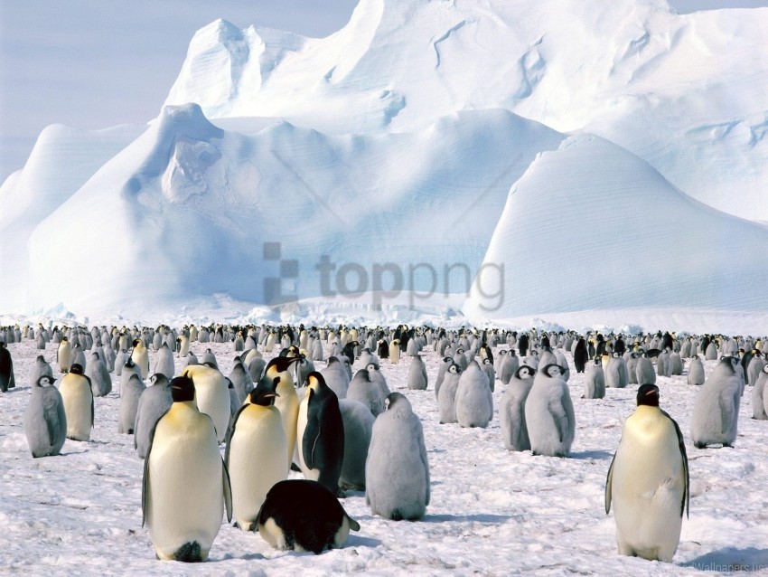 antarctica emperor penguins wallpaper Isolated Character in Transparent Background PNG