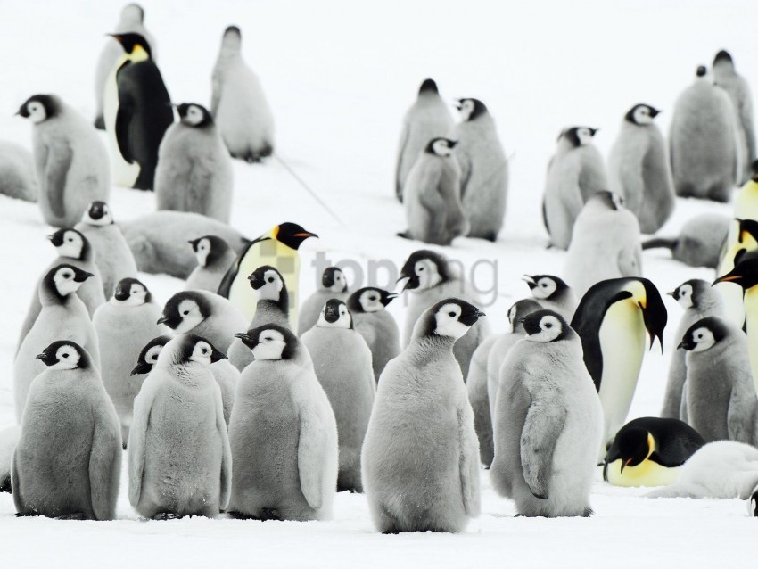 antarctica flock penguins snow wallpaper PNG Graphic Isolated with Clear Background