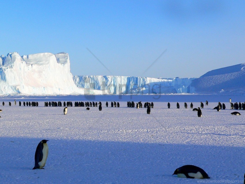 antarctica ice floe penguins snow wallpaper PNG transparent stock images