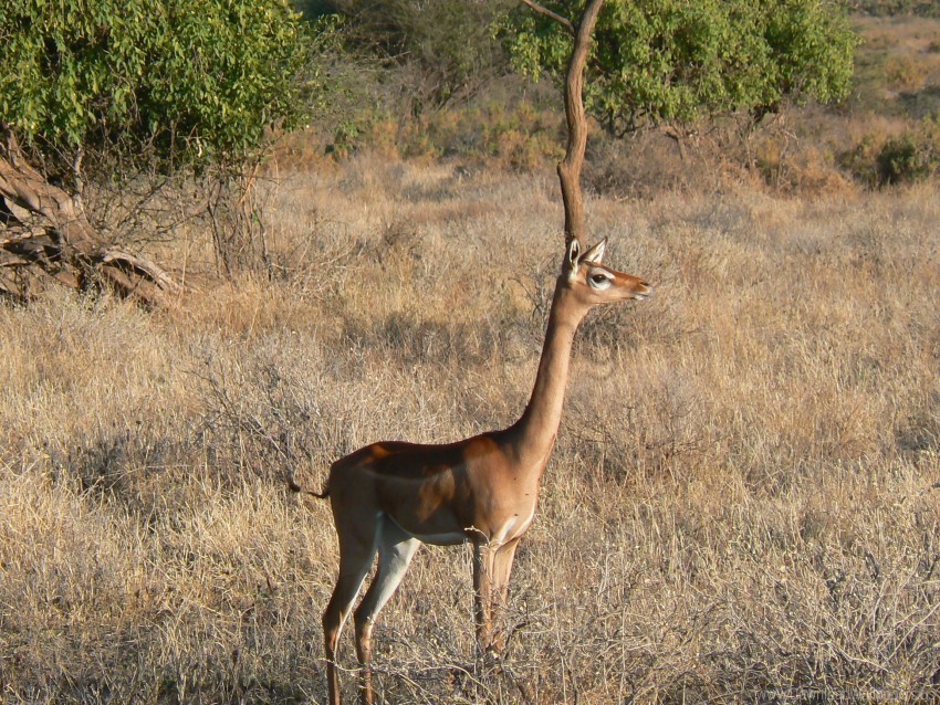 antelope generuk grass walk wallpaper PNG images with alpha transparency diverse set