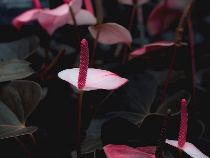 anthurium flowers pink bloom plant PNG for social media 4k wallpaper