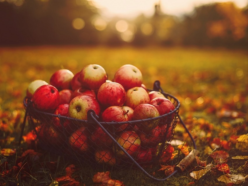 apples basket autumn harvest PNG with no registration needed