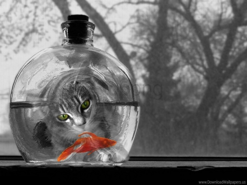 aquarium cat fish wallpaper Isolated Object on HighQuality Transparent PNG