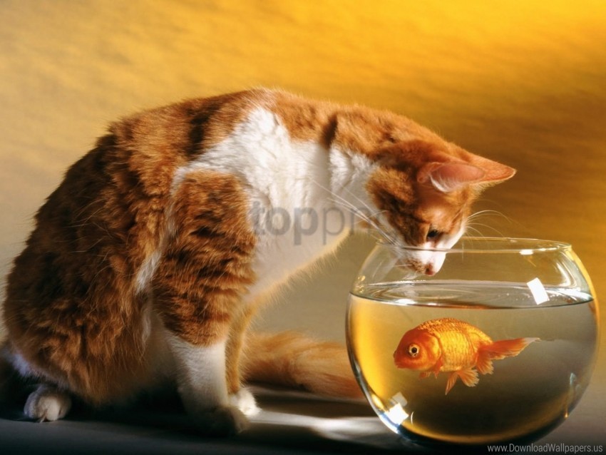 aquarium cat fish wallpaper Isolated Subject in HighQuality Transparent PNG